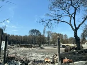 A scorched lane with charred trees lining the road
