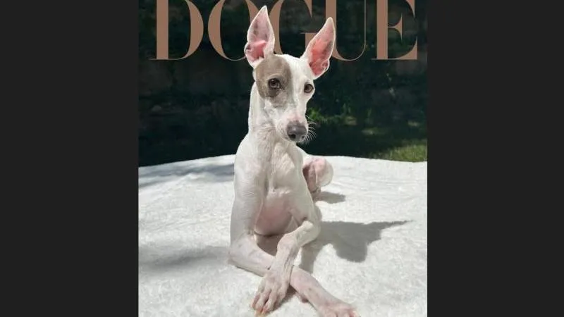 Le magazine Vogue, incarnation du goût occidental, a élu le chien le plus élégant de 2026